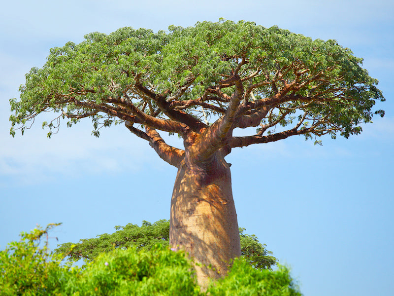 Boabab Tree (Pintrest) 